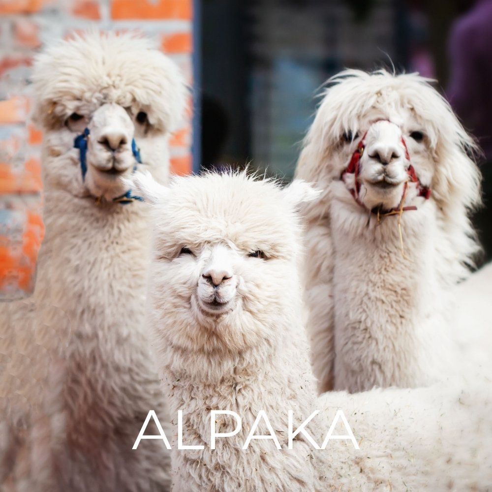 Alpaka