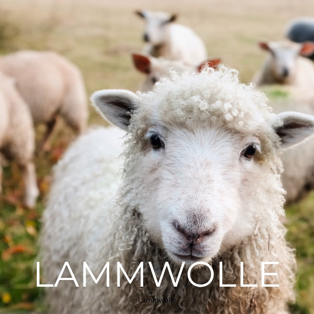 Lammwolle