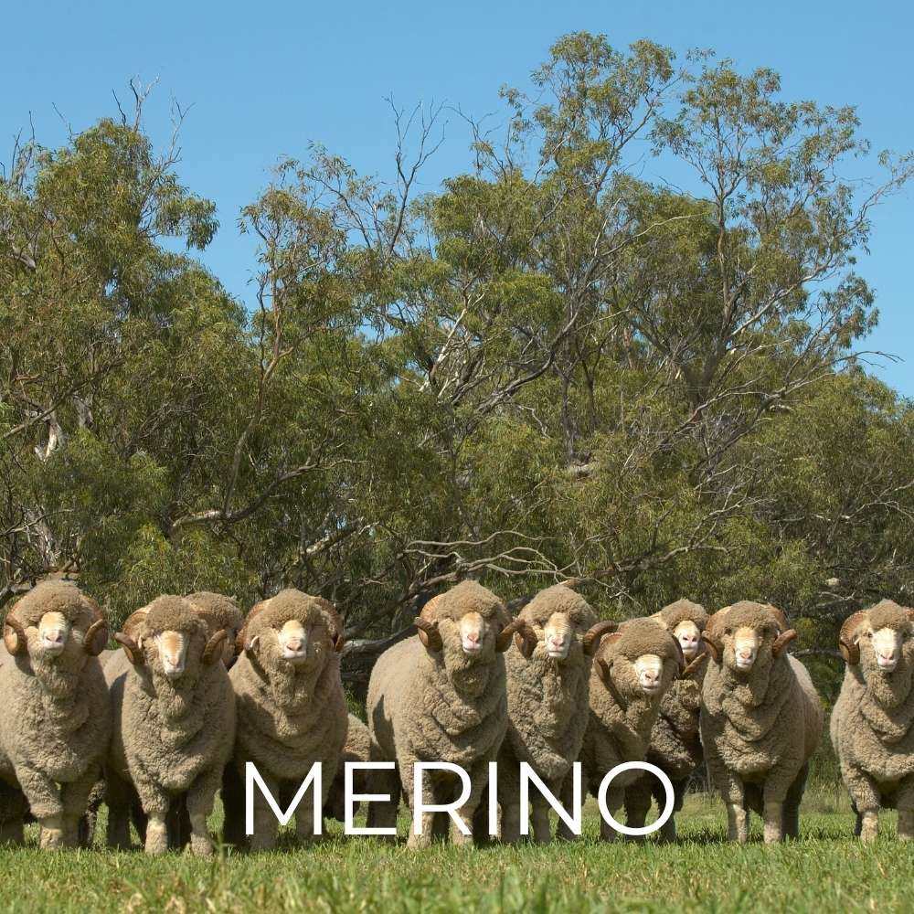 Merinowolle