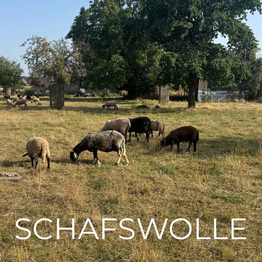 Schafswolle